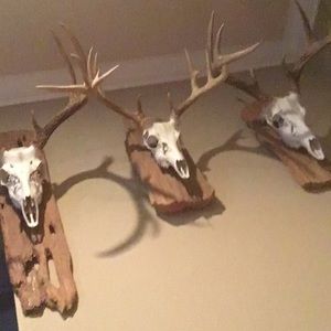 Meet your Posher, Heidi